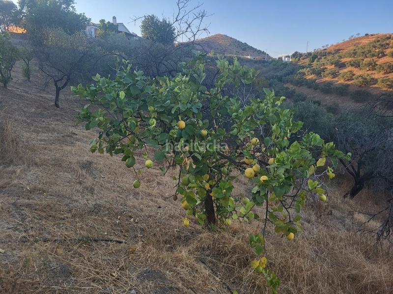 Foto 08b57495-ef5e-4f1d-8845-429d7b7f011d. Finca rústica  en estación , málaga. en Cártama