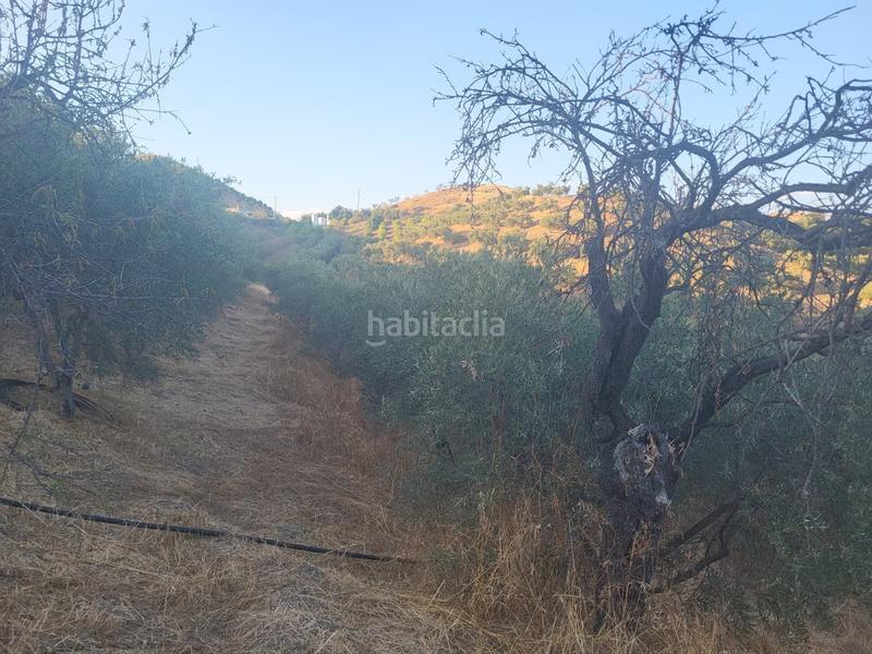 Foto 74a1f6c3-dd81-4703-b8fc-00ad4119512c. Finca rústica  en estación , málaga. en Cártama