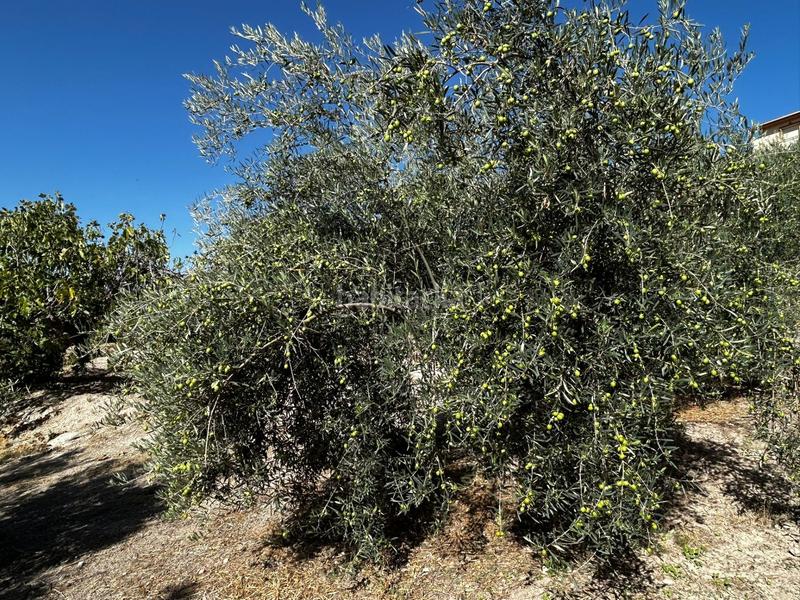 Foto 3231f827-ca83-4786-ac3e-5a9739d36428. Residential plot in Calicasas