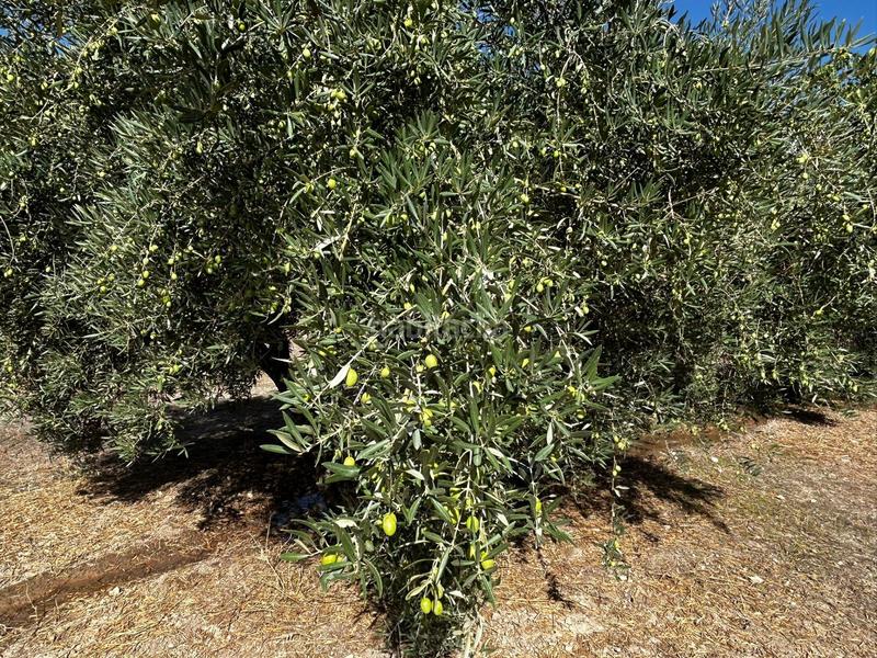 Foto 78c4f5e9-d1f4-4be7-b02a-20751abbab1a. Residential plot in Calicasas