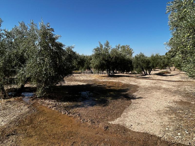 Foto c6120854-eed5-495d-8faf-c190e3a0263f. Residential plot in Calicasas