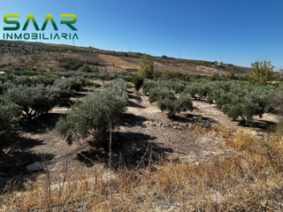 Terreno residenziale in Calicasas. Parcela de olivos en calicasas, granada.
