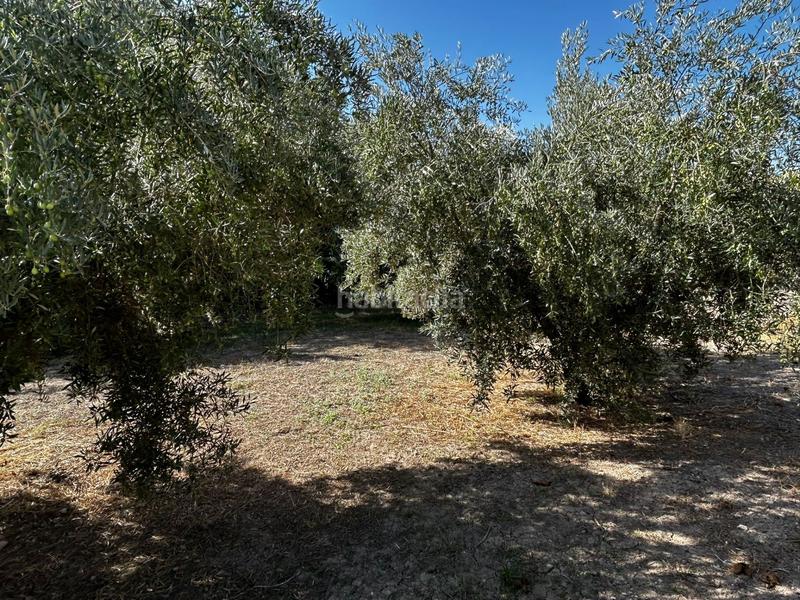 Foto ebd68a10-f8df-4801-8439-b837726abda4. Residential plot in Calicasas