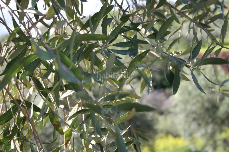 Foto 2c99f7f6-63bc-4e72-9e18-c2f2a50bde56. Rural plot in Calicasas