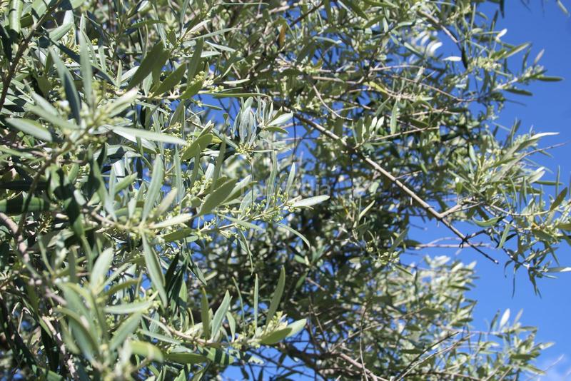 Foto 4a78f05e-6bf7-46ab-b609-88d2162e8e4f. Rural plot in Calicasas