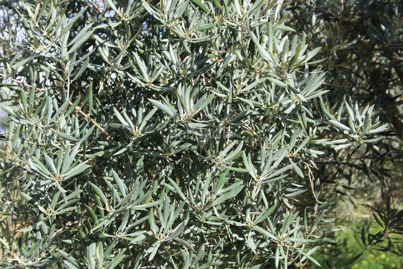 Foto 800c6229-aa56-4b75-aed9-58955ee937f0. Rural plot in Calicasas