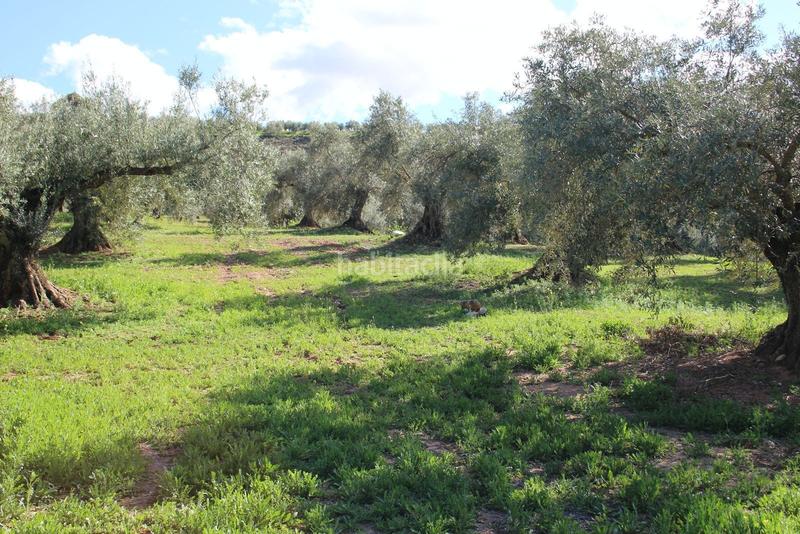 Foto 9f93c782-f3cf-44d4-a694-189c15dd4806. Rural plot in Calicasas