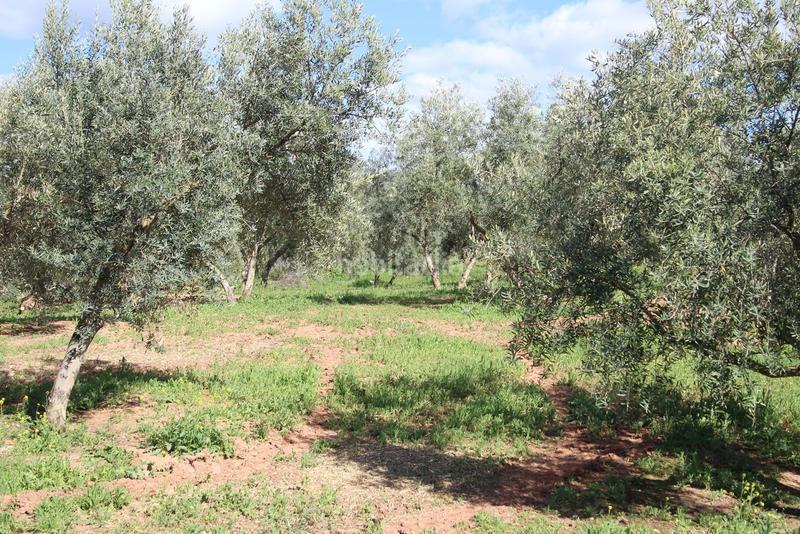 Foto b8066fce-95a6-406c-a1b6-b8c3599adc5d. Rural plot in Calicasas