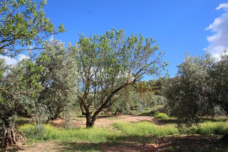 Foto d1eedf5e-dc7b-4545-946c-209aadca0952. Rural plot in Calicasas