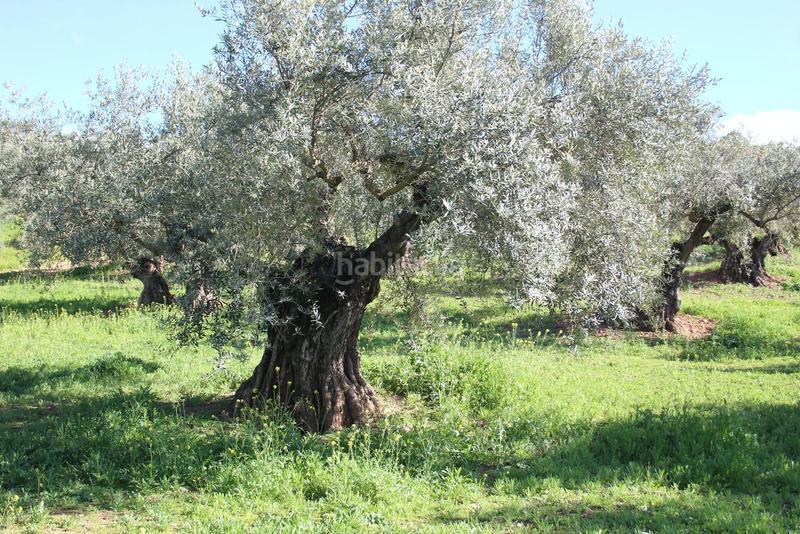 Foto d4903db2-f656-4a5e-8dd5-a1d4a7a840cb. Rural plot in Calicasas