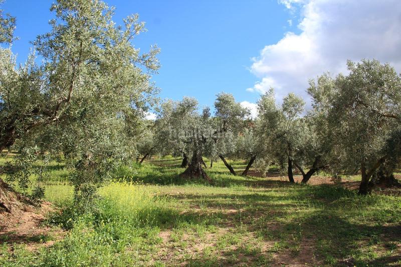 Foto dcc51ece-99bc-45e6-9d6b-07902e504c24. Rural plot in Calicasas