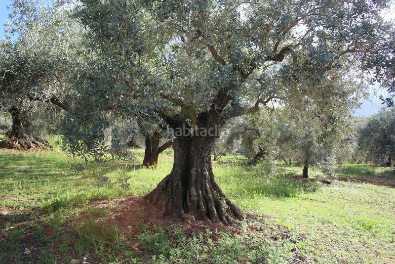 Foto ecf5a89b-cdc3-40ab-85d5-ec697ae0d584. Rural plot in Calicasas