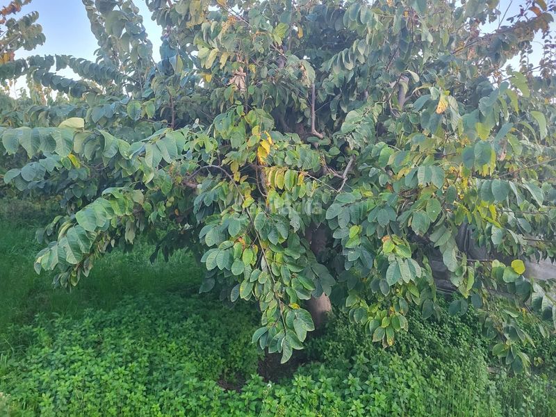 Foto 834550ce-798f-4238-a1c3-d16c754af00e. Finca rústica a Centro Salobreña