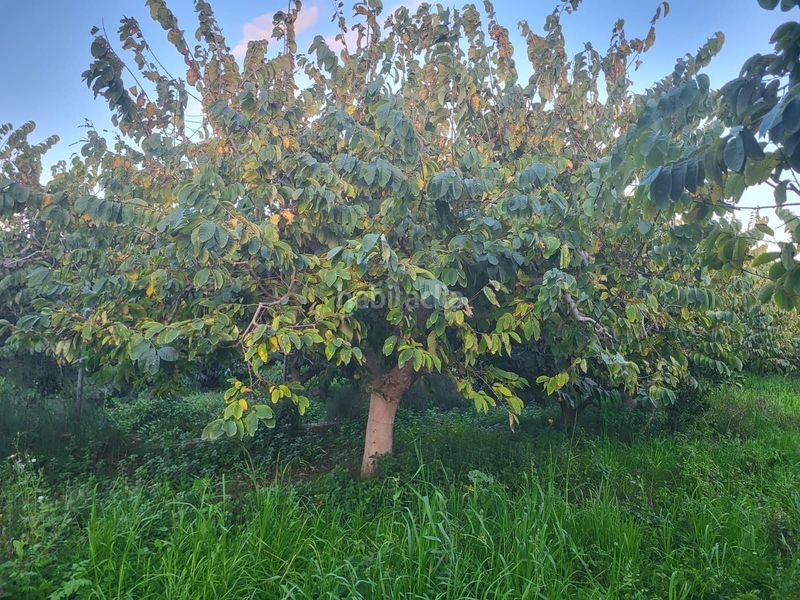 Foto dd7575b6-e9d1-410b-b91b-c63b37b84837. Finca rústica a Centro Salobreña