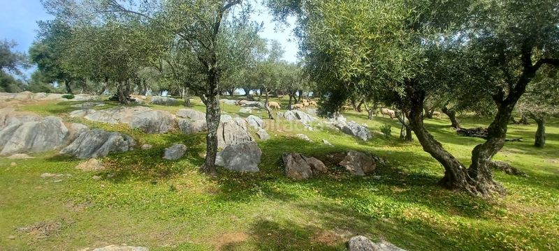 Foto 17f07587-39df-4e16-b094-f2587677ddbd. Finca rústica a Constantina