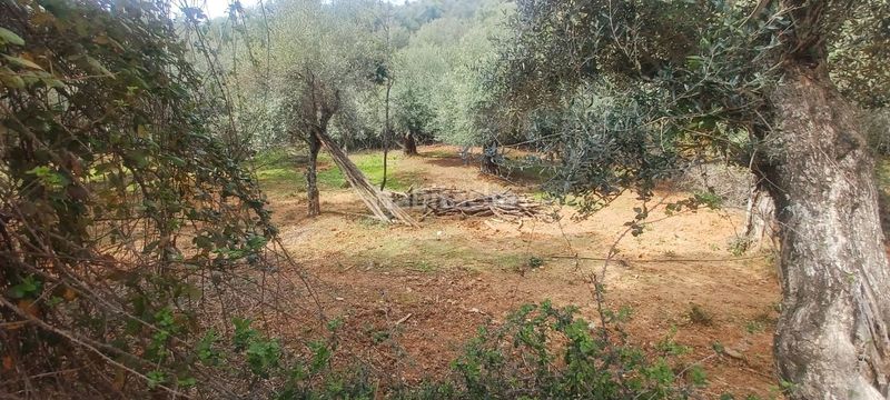 Foto 1e3ecd53-6063-4ab2-a225-2672fd6383e2. Finca rústica a Constantina