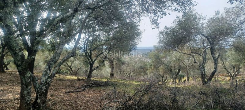 Foto 223c6de5-4cbb-4d8b-baf9-38a88a920f7f. Finca rústica a Constantina