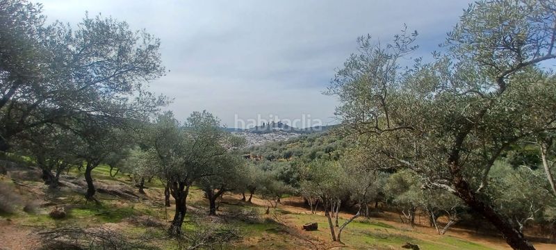 Foto 250304f8-14ea-4900-85ba-d50ab7e7ce24. Finca rústica a Constantina