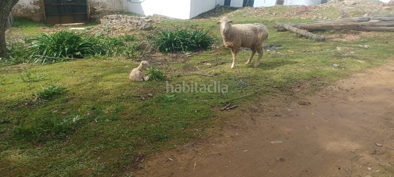 Foto 2d968fd3-1b5b-4298-95ec-c5e5749b5f4b. Finca rústica a Constantina