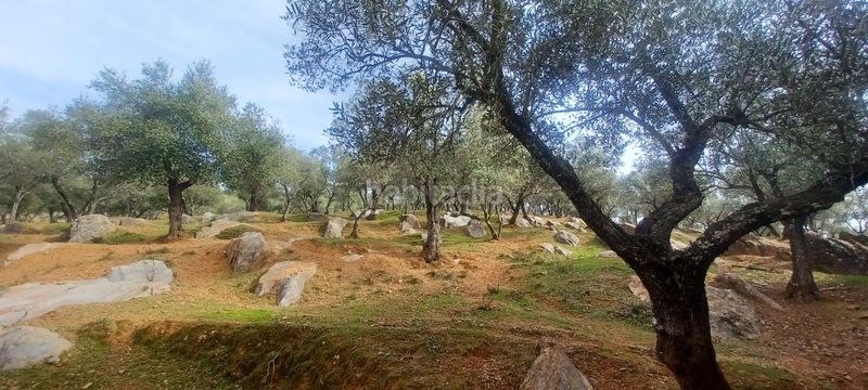 Foto 5e865267-592b-47f6-ae6b-6f9fa849af99. Finca rústica a Constantina