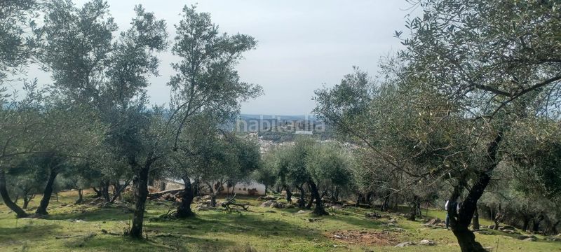 Foto 76e0109b-19f8-47d6-ad27-d01bb8cf9d36. Finca rústica a Constantina