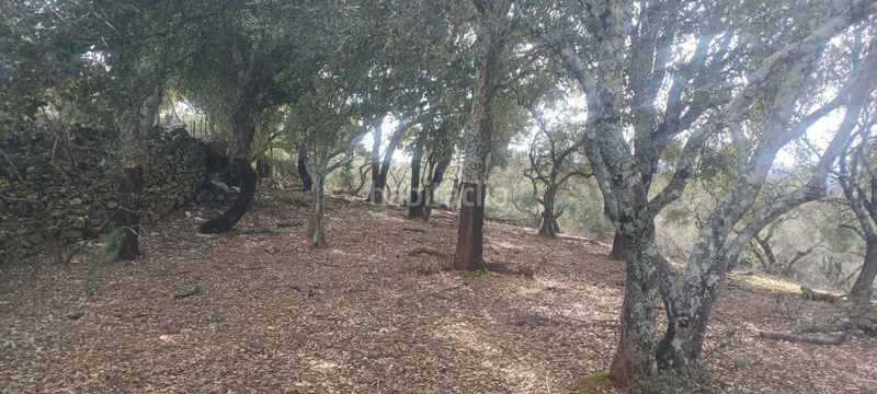 Foto 866334c2-08dc-4053-9e25-c26d9dd86616. Finca rústica a Constantina