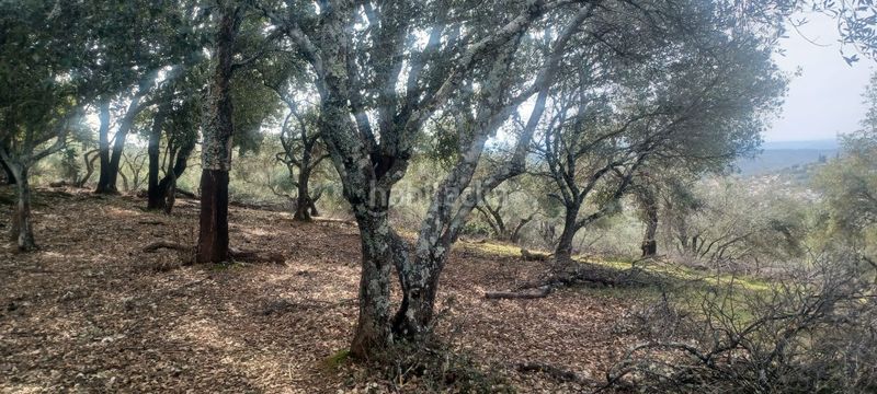 Foto 89c14a58-bcb2-464a-8b36-dfe7be0efda5. Finca rústica a Constantina