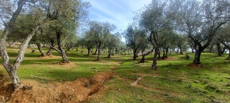 Foto 8a1040f6-a927-4dc1-84b4-a9d2cc45dd91. Finca rústica a Constantina