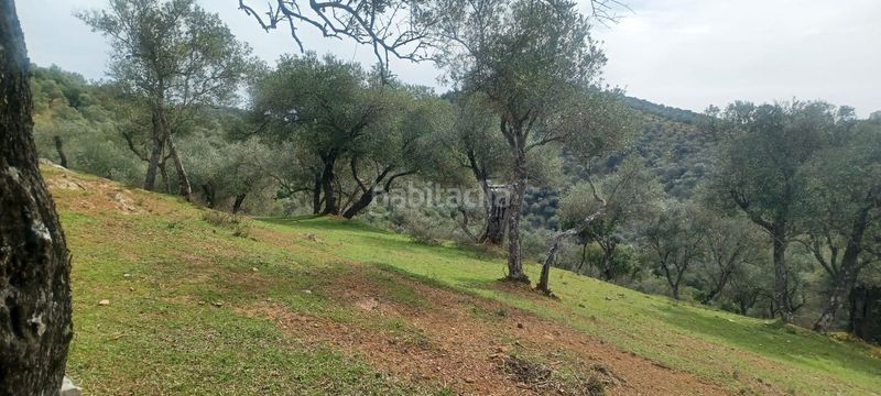 Foto 91fd782b-c7f2-448b-867c-b558f779bb7e. Finca rústica a Constantina