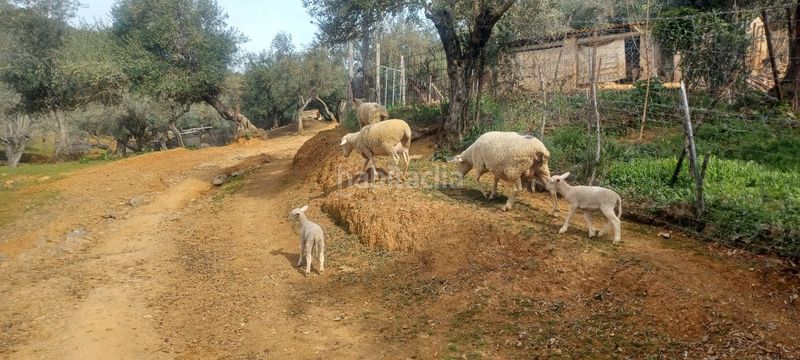 Foto 95f3bd8b-e571-4c24-b88b-95c4bec6caa4. Finca rústica a Constantina