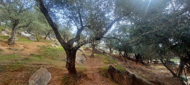 Foto e6a059d7-bf40-4cb6-8f3b-a59da3933fce. Finca rústica a Constantina