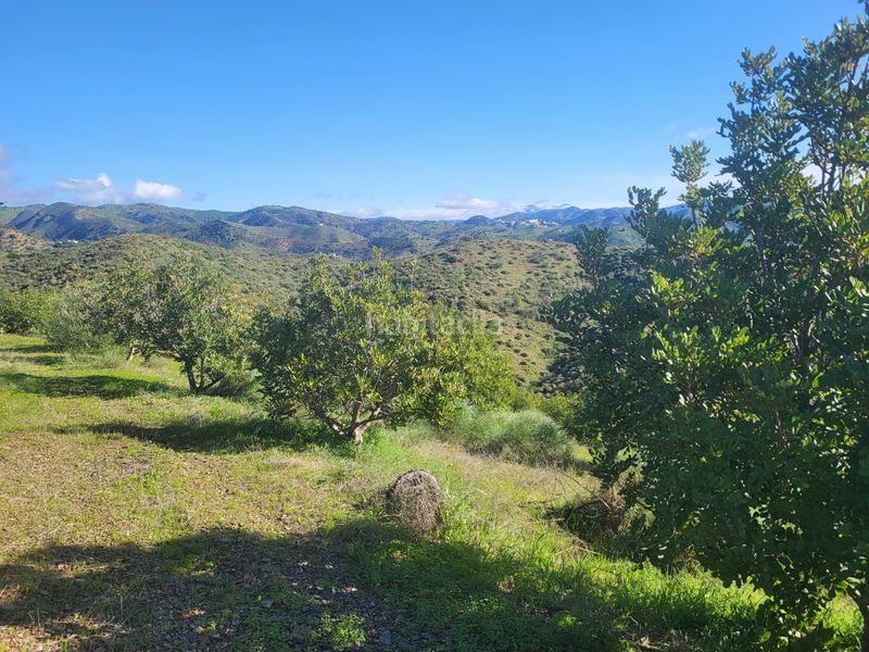 Foto 3a7a9f4c-8411-4a96-a3b8-ed159c915e39. Finca rústica a Almogía