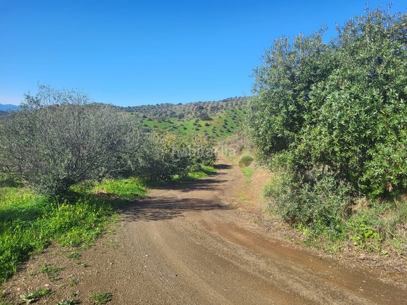 Foto 522b860e-df6c-4258-8d6f-8a5e884a28de. Finca rústica a Almogía