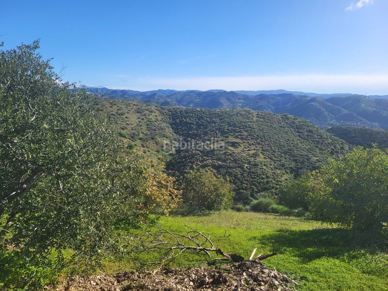 Foto 89bdd637-2d83-4efb-81ab-4ccf44577a99. Finca rústica a Almogía