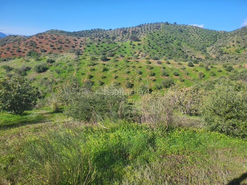 Foto b1e89eb1-296c-4ead-b1ea-aceeacfe4575. Finca rústica a Almogía