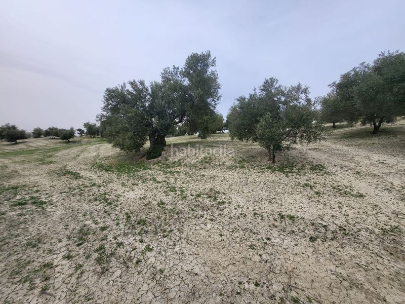 Foto 44b8dc75-0c05-40e8-8744-ae45a50311b9. Finca rústica a Güevéjar