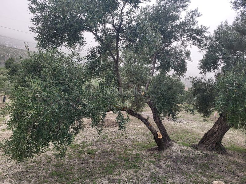Foto 4a8d6de0-d9aa-458d-9e77-4a6d8506ce5a. Finca rústica a Güevéjar