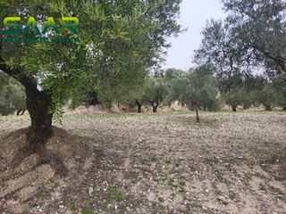 Fondo rustico in Güevéjar. Finca rústica de olivos  cruz del viso, gueveejar granada