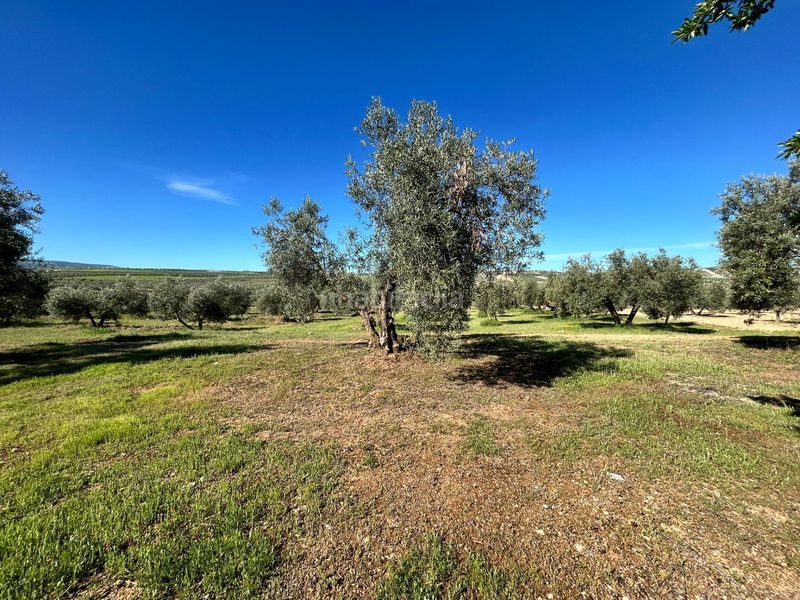 Foto a8fc934f-a0dc-48f0-b6e2-c3c86099ad26. Finca rústica a Chimeneas