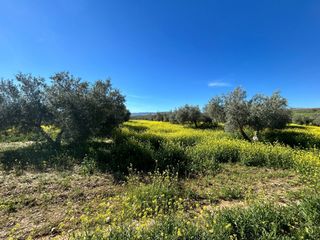 Fondo rustico in Chimeneas