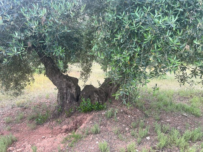 Foto 22b77352-5452-470f-96c8-c6a6b2c85a07. Finca rústica a Calicasas