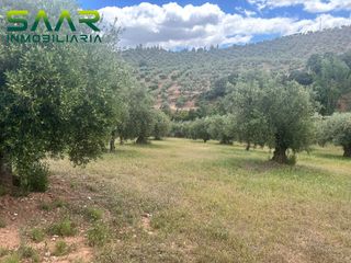 Fondo rustico in Calicasas. Finca de olivares en calicasas, granada.