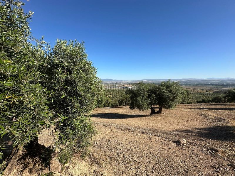 Foto a35e4118-7a78-4c01-a5be-a20f6afa1c67. Finca rústica a Atarfe