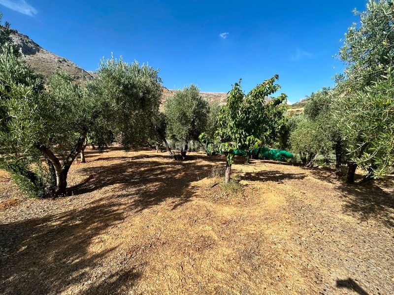 Foto a58b39d7-8472-4441-8381-79f71a6423f7. Finca rústica a Cogollos de la Vega