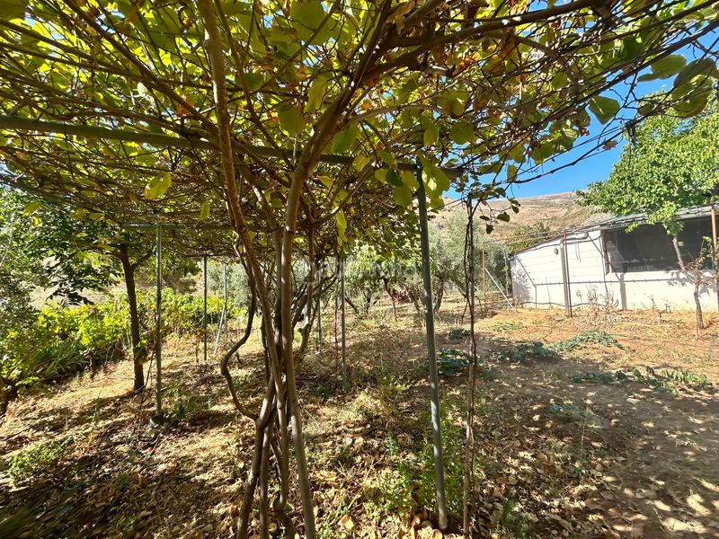 Foto e8eb8c13-8bbf-4319-bc56-abc471ee67c5. Finca rústica a Cogollos de la Vega