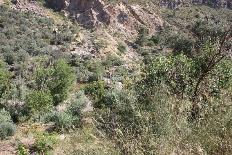 Foto 043134d0-5229-43ba-a61c-f70945ae9f54. Terreno residencial parcela rustica en lanjaron granada en Lanjarón