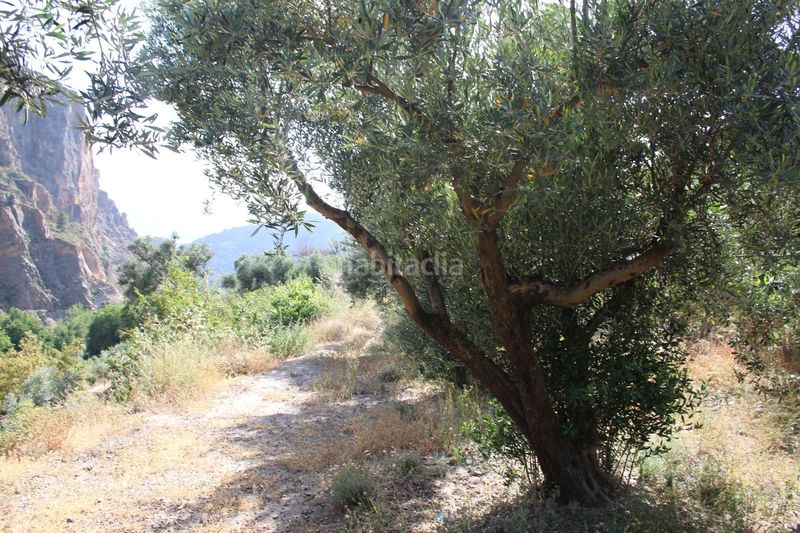 Foto dd092adf-a62b-4e44-89b1-a4e145d988db. Terreno residencial parcela rustica en lanjaron granada en Lanjarón