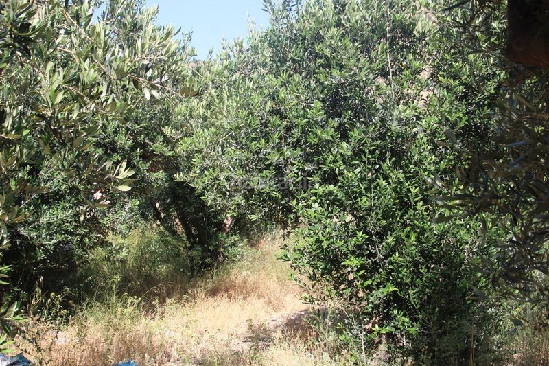 Foto dd0e80aa-6bfa-4557-a792-0248d3c0f671. Terreno residencial parcela rustica en lanjaron granada en Lanjarón