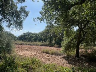 Finca rústica a Arcos de la Frontera. Preciosa finca de dehesa