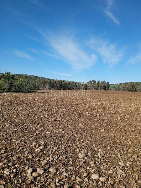 Foto a9d1d407-4fa2-46e7-8b5e-6c0a295816cb. Finca rústica a Arcos de la Frontera
